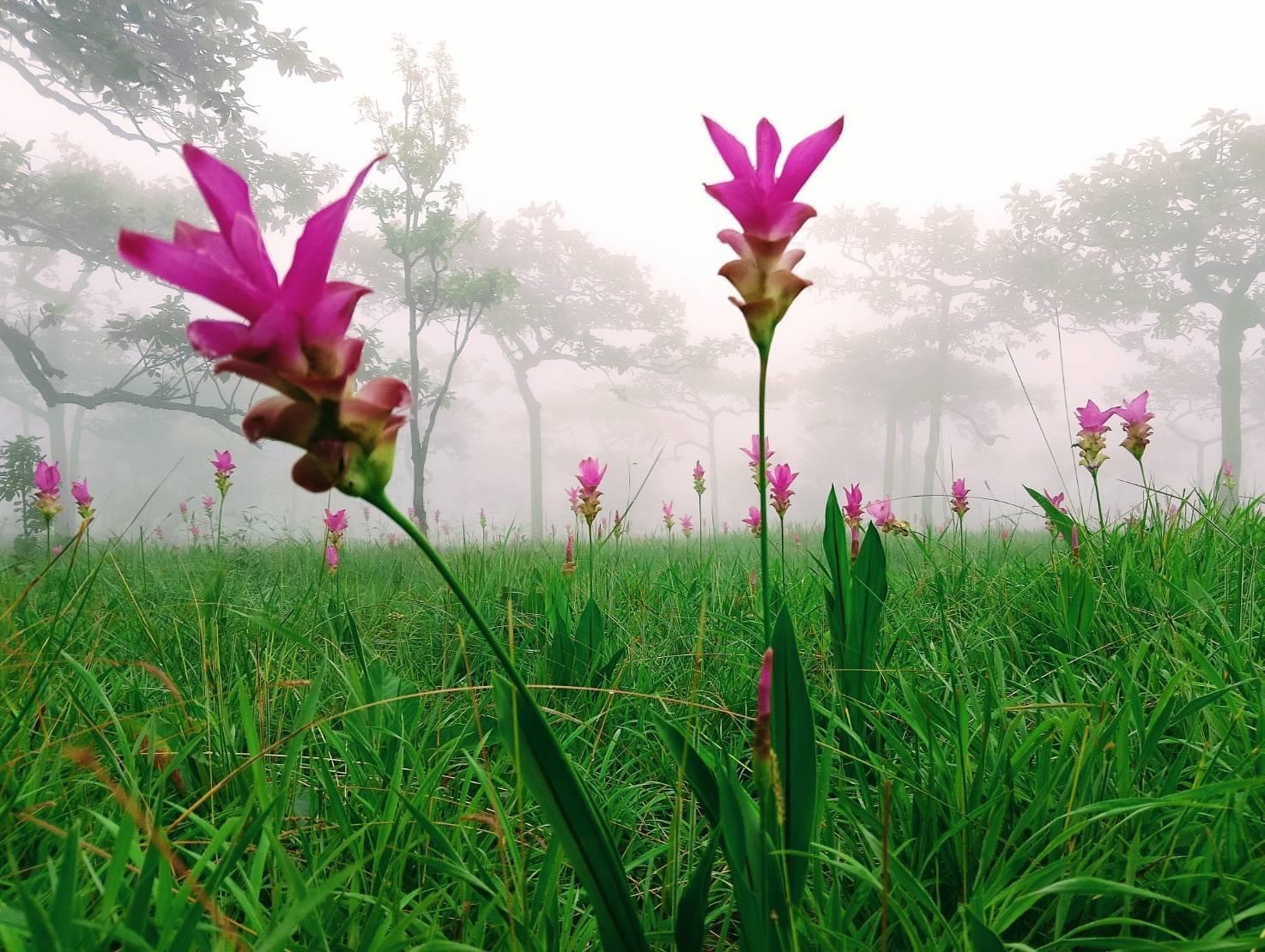 สำนักงานพาณิชย์จังหวัดชัยภูมิ