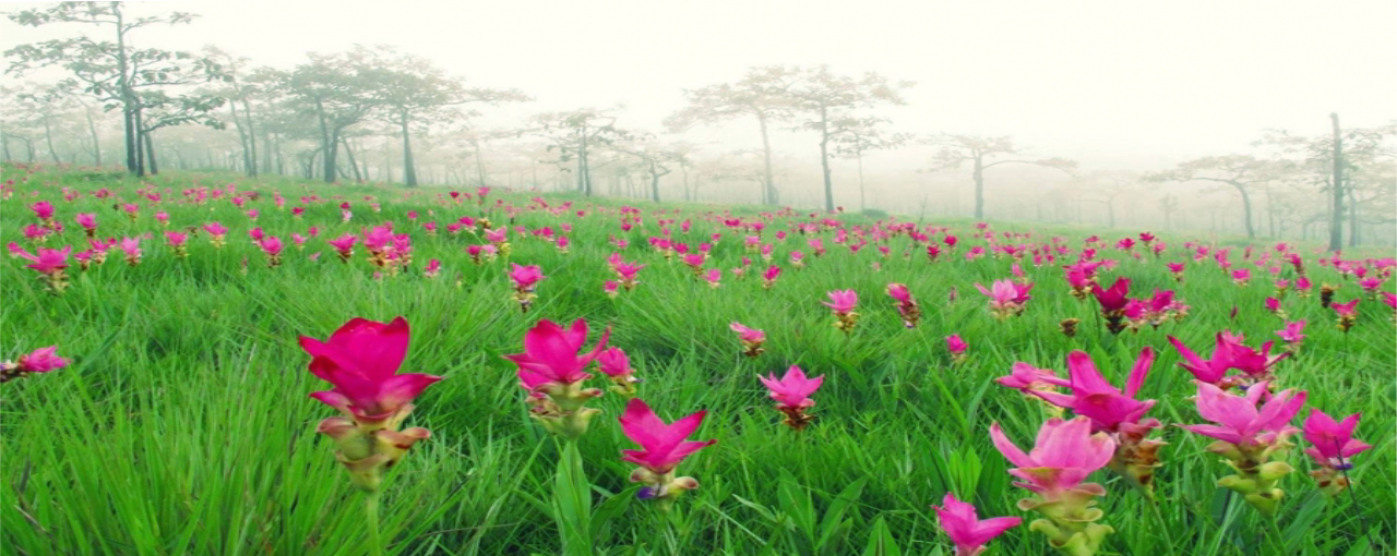 สำนักงานพาณิชย์จังหวัดชัยภูมิ (Copy1)